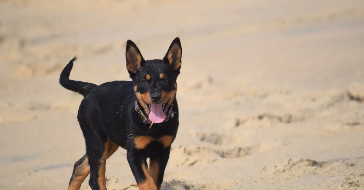 découvrez le beauceron, une race de chien au caractère affirmé et à l'intelligence remarquable. originaires de france, ces majestueux chiens sont réputés pour leur protection, leur loyauté et leur agilité. apprenez tout sur leur histoire, leurs caractéristiques et leur éducation dans notre guide complet.
