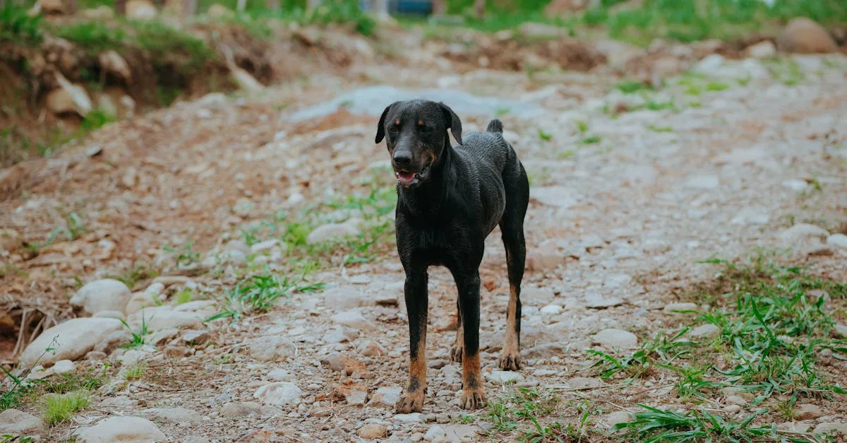 découvrez le beauceron, un chien de berger au tempérament équilibré, reconnu pour son intelligence, sa loyauté et sa capacité d'apprentissage. apprenez-en plus sur cette race dynamique, parfaite pour la famille et les activités en plein air.